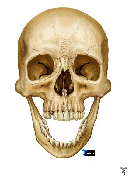 skull